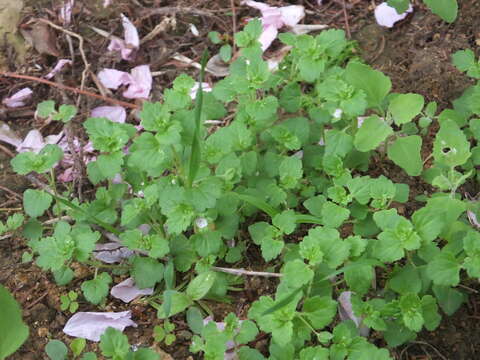 Veronica polita subsp. lilacina (T. Yamaz.) T. Yamazaki的圖片