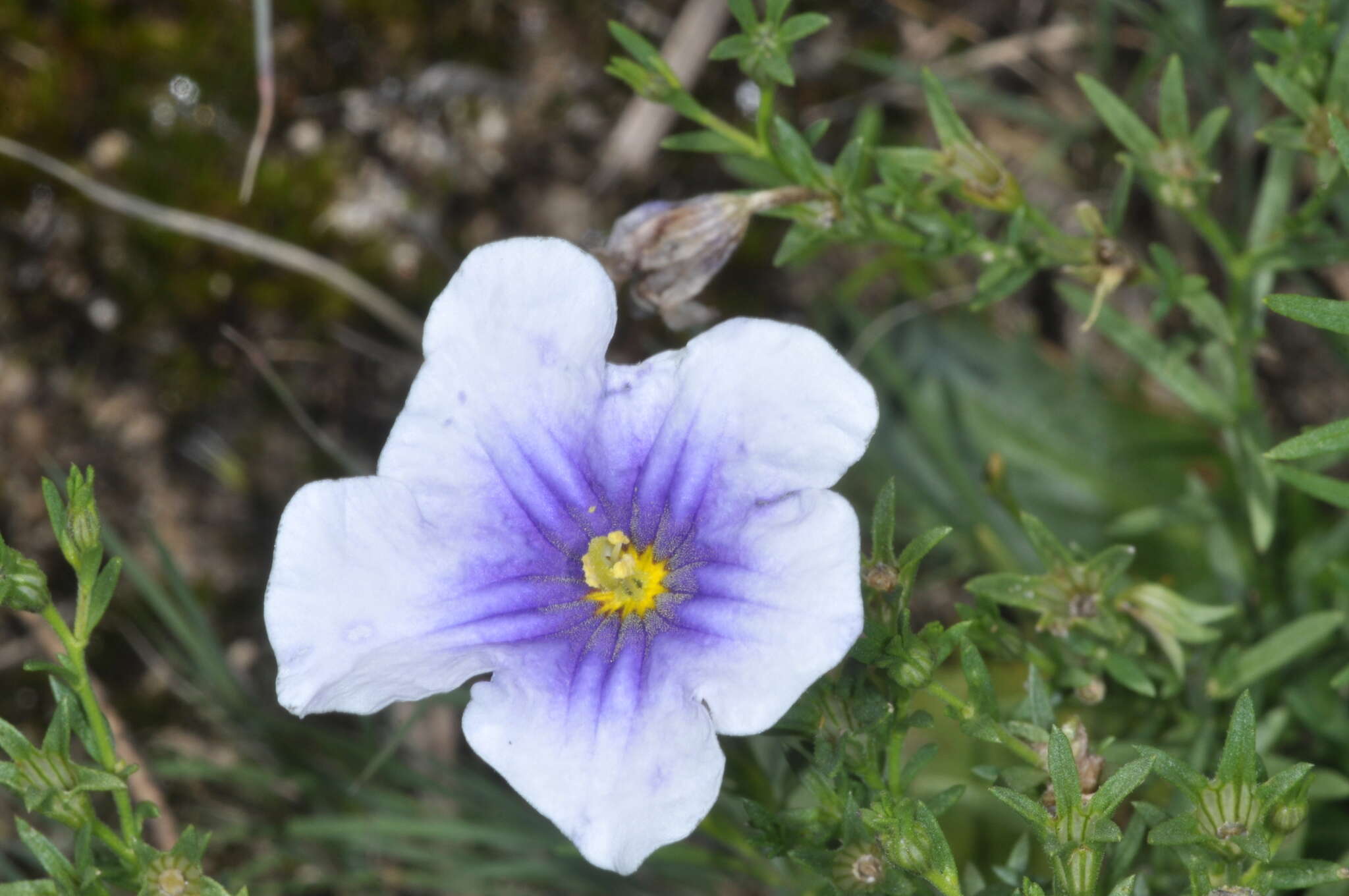 Image of Nierembergia linariifolia var. glabriuscula (Dun.) A. A. Cocucci & A. T. Hunziker