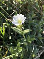 Imagem de Cerastium arvense subsp. strictum (L.) Gaudin