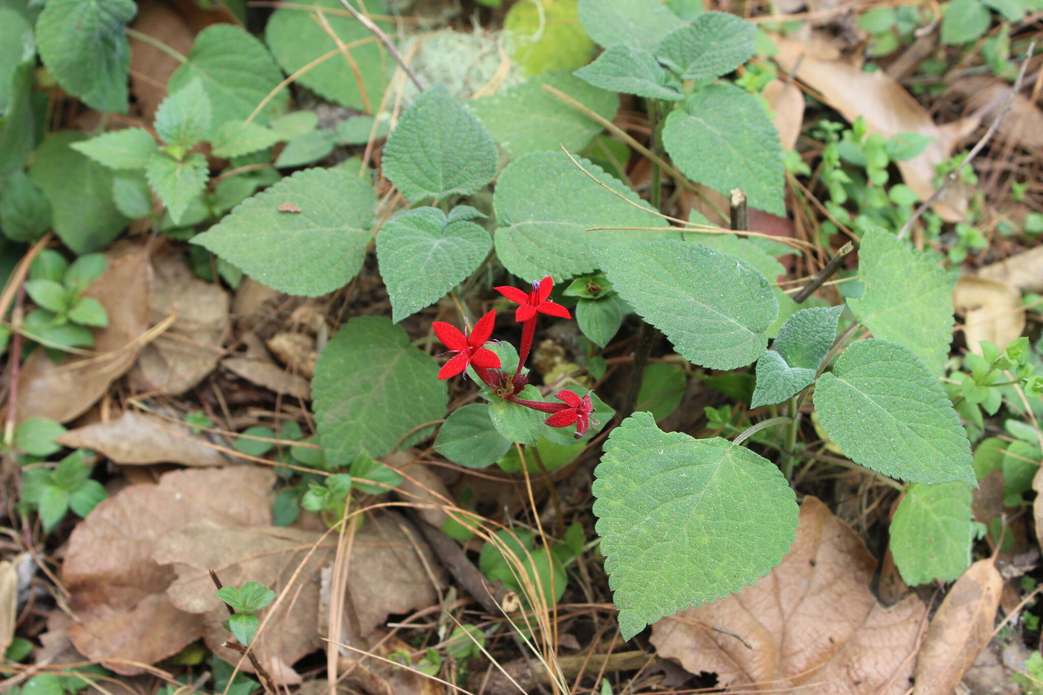 Image of Crusea coccinea DC.