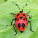 Image of <i>Poecilocoris nepalensis</i>