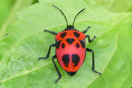 Image of <i>Poecilocoris nepalensis</i>