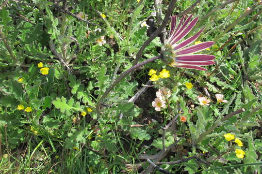 Image de Arctotis formosa Thunb.