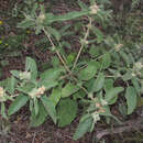 Слика од Croton lindheimeri (Engelm. & A. Gray) Alph. Wood