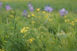 صورة Lomatium bradshawii (Rose ex Mathias) Mathias & Constance