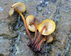 Image of Mycena atkinsoniana A. H. Sm. 1947