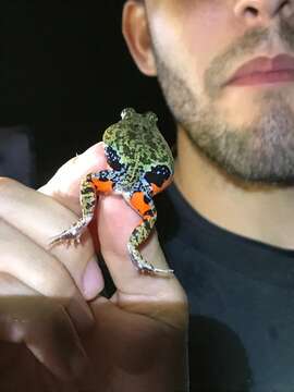 Image of Colombian Four-eyed Frog