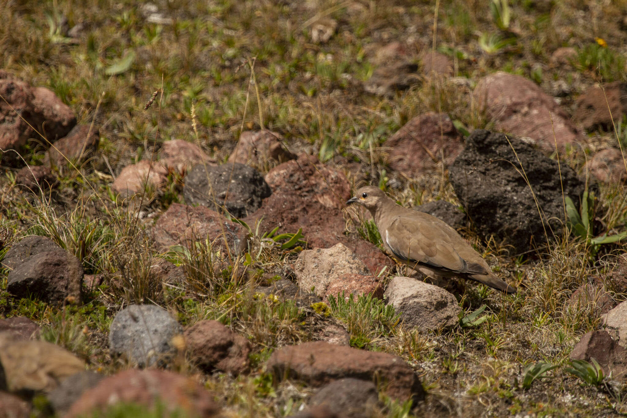 Metriopelia melanoptera (Molina 1782)的圖片