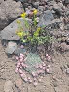 Image of Steens Mountain cushion buckwheat