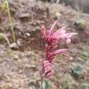 Imagem de Agastache pallida (Lindl.) Cory