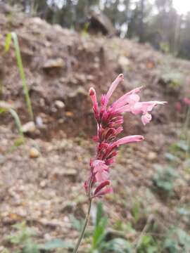 Imagem de Agastache pallida (Lindl.) Cory