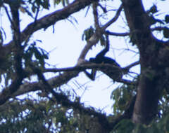 Image of Long-haired Spider Monkey