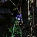 Image of Scutellaria violacea B. Heyne ex Benth.