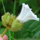 Image of Odonellia hirtiflora (M. Mart. & Gal.) K. Robertson