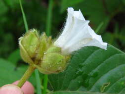 Imagem de Odonellia hirtiflora (M. Mart. & Gal.) K. Robertson