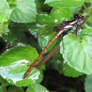 Image of Stenocypha jacksoni (Pinhey 1952)