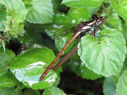 Image of Stenocypha jacksoni (Pinhey 1952)