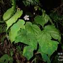 Image of Begonia pinglinensis C. I Peng