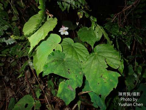 Image of Begonia pinglinensis C. I Peng