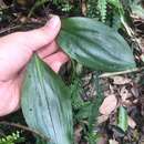 Image of Lily-leaf Orchid