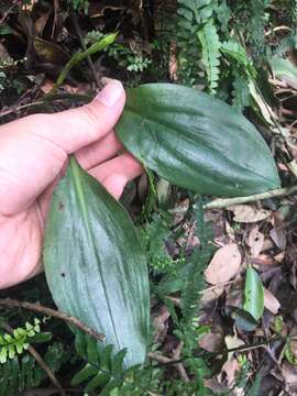 Image of Lily-leaf Orchid