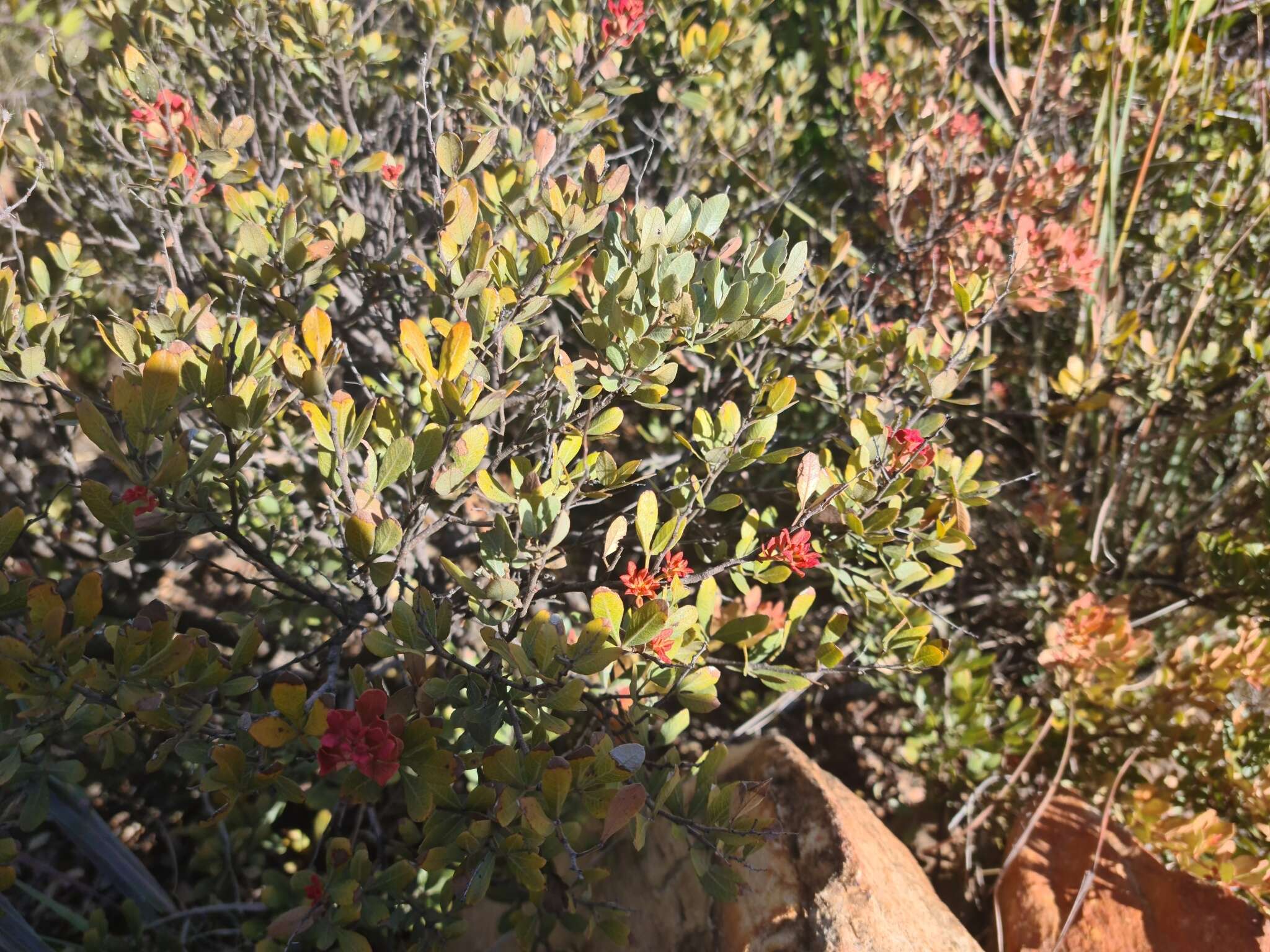 Image of Searsia magalismontana subsp. magalismontana