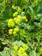 Image of Alchemilla plicata Buser