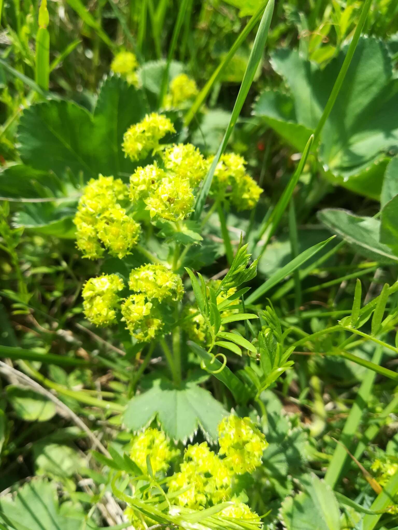 Image of Alchemilla plicata Buser