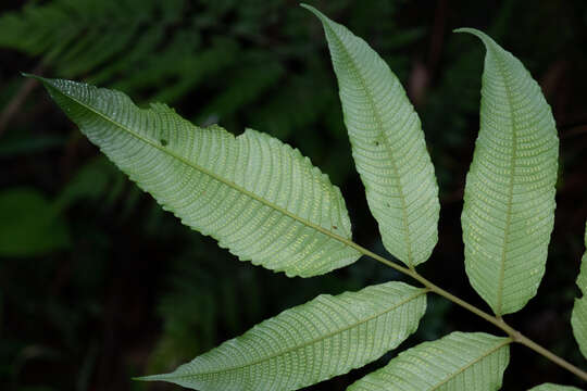 Image de Grypothrix megacuspis (Baker) S. E. Fawc. & A. R. Sm.