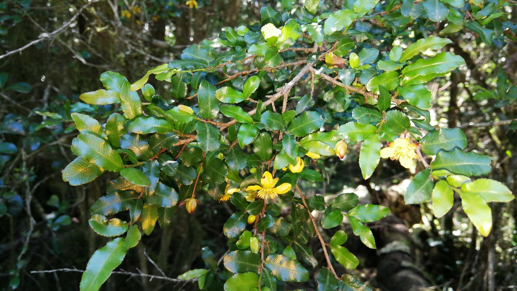 Plancia ëd Ochna serrulata (Hochst.) Walp.