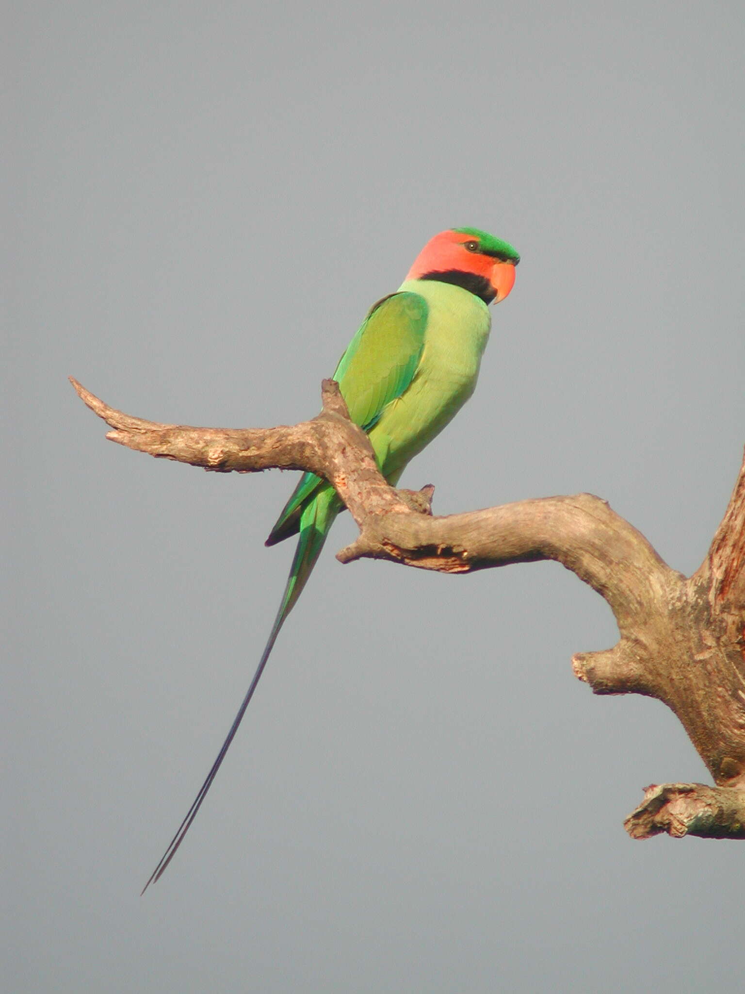 Image of Long-tailed Parakeet