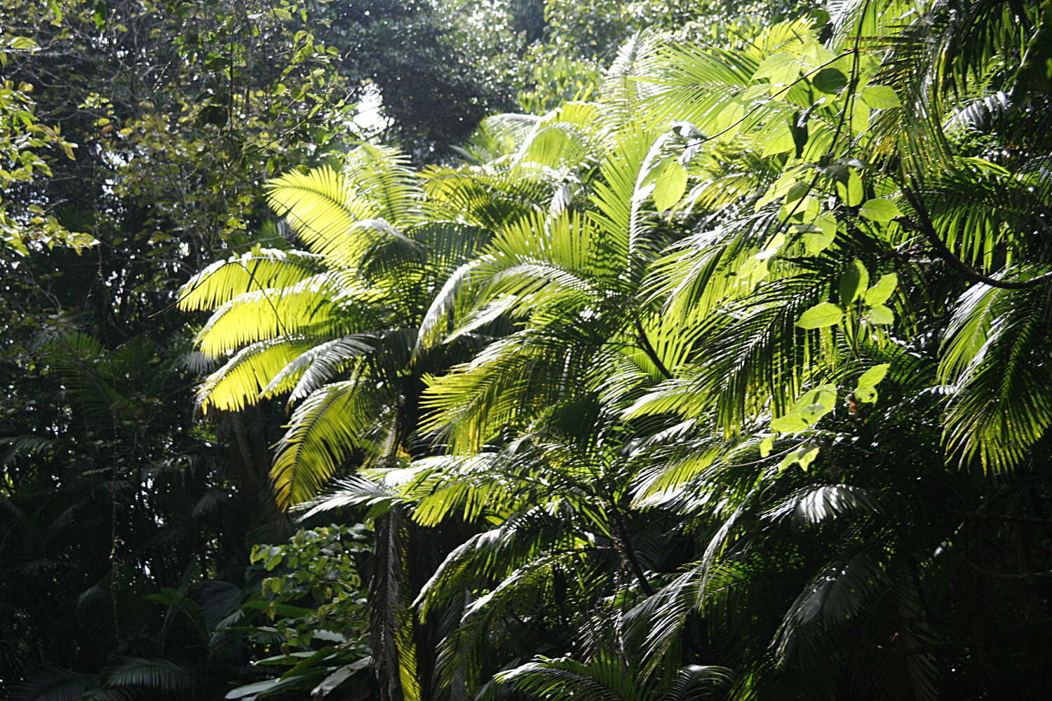 Image of Phytelephas tenuicaulis (Barfod) A. J. Hend.