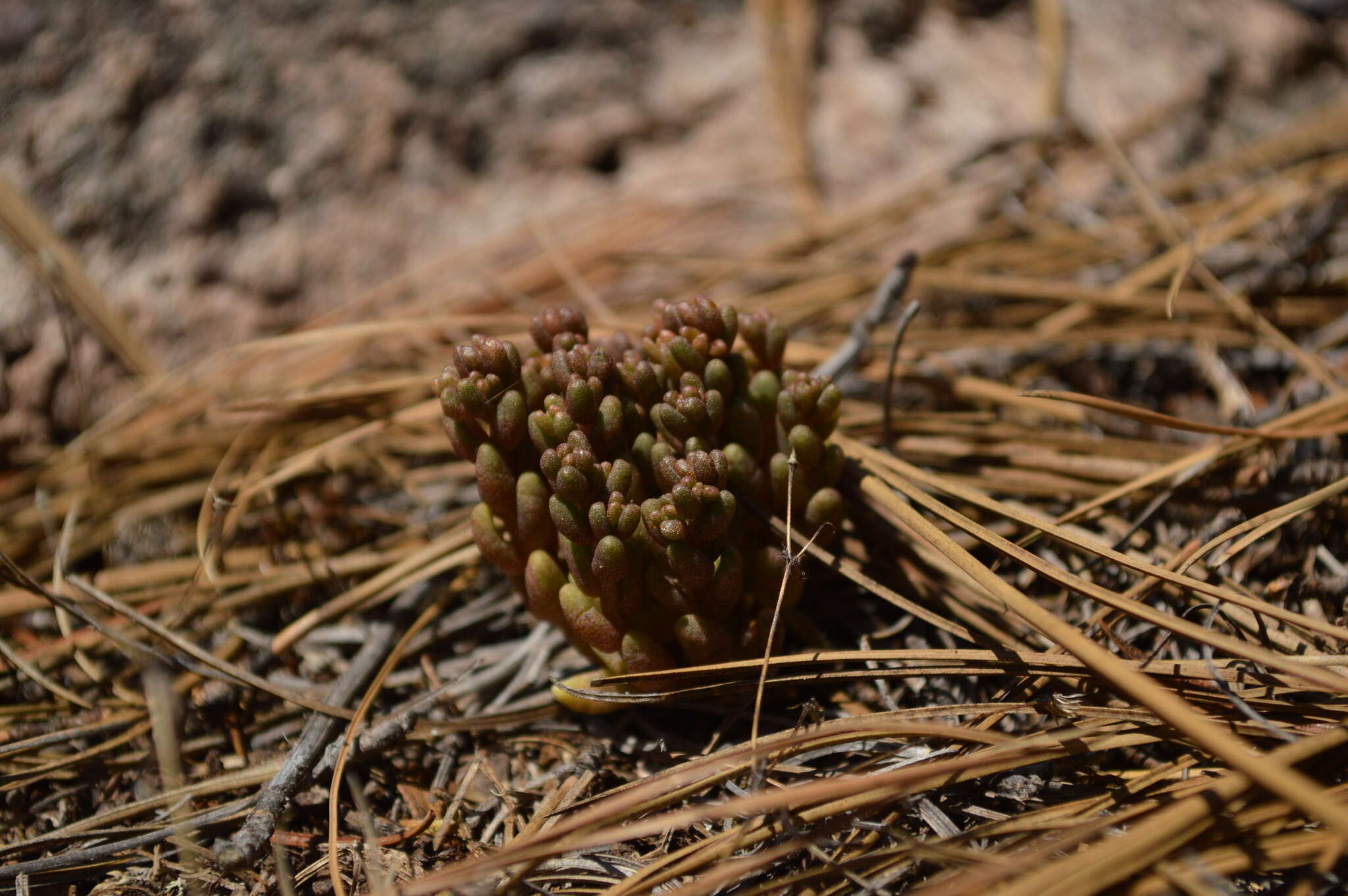 Image de Sedum vinicolor S. Wats.