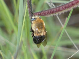 Sivun Anthophora montana Cresson 1869 kuva