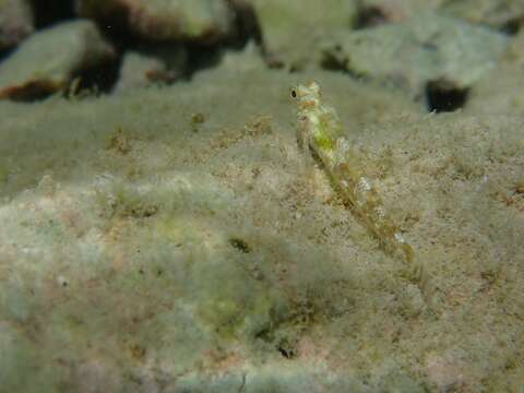 Image of Red-black triplefin