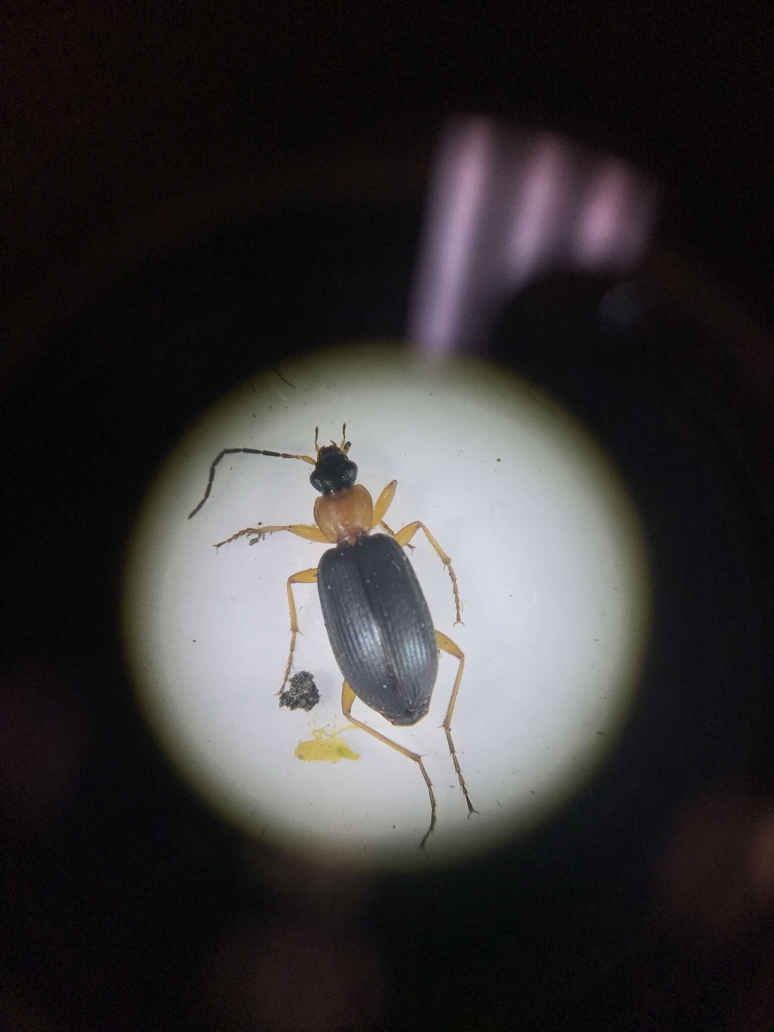 Image of Agonum (Olisares) decorum (Say 1823)