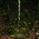 Habenaria petitiana (A. Rich.) T. Durand & Schinz resmi