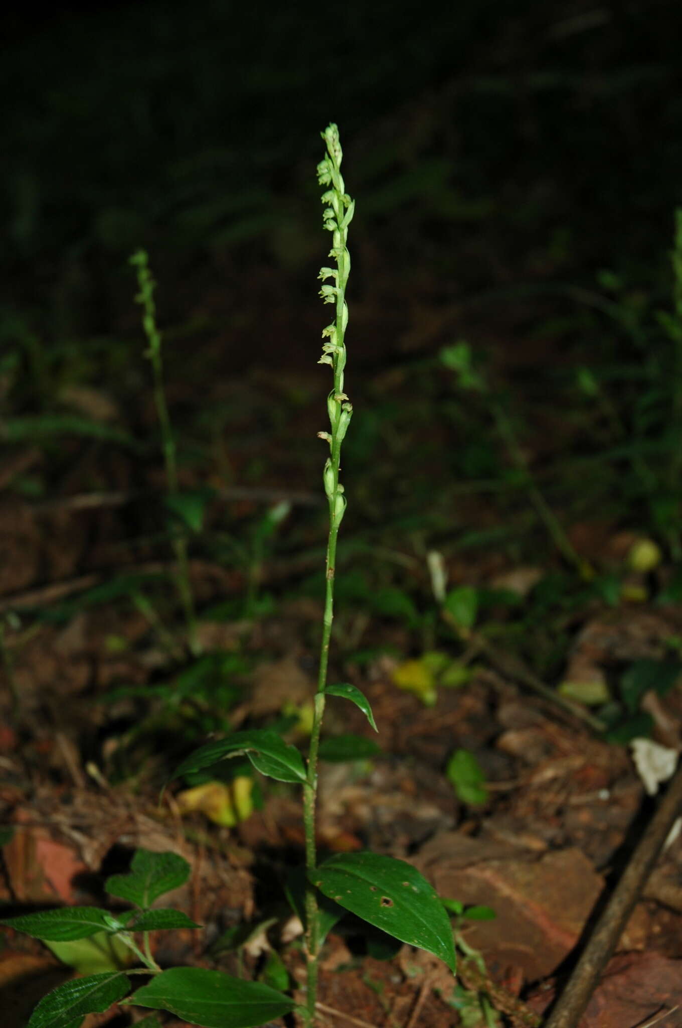 Image of Habenaria petitiana (A. Rich.) T. Durand & Schinz