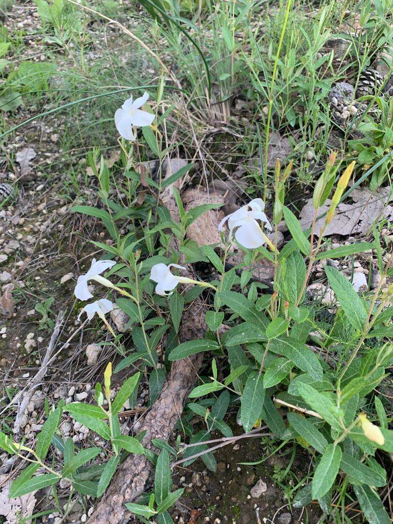 Imagem de Mandevilla hypoleuca (Benth.) Pichon