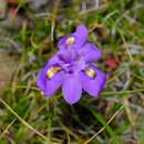 Image of Moraea alpina Goldblatt