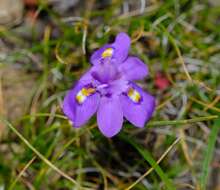 Image of Moraea alpina Goldblatt