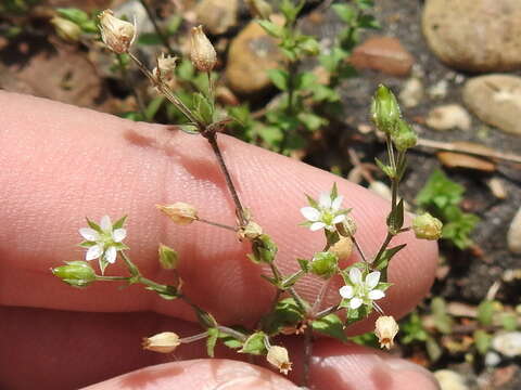 Image of Thyme-leaved Sandwort