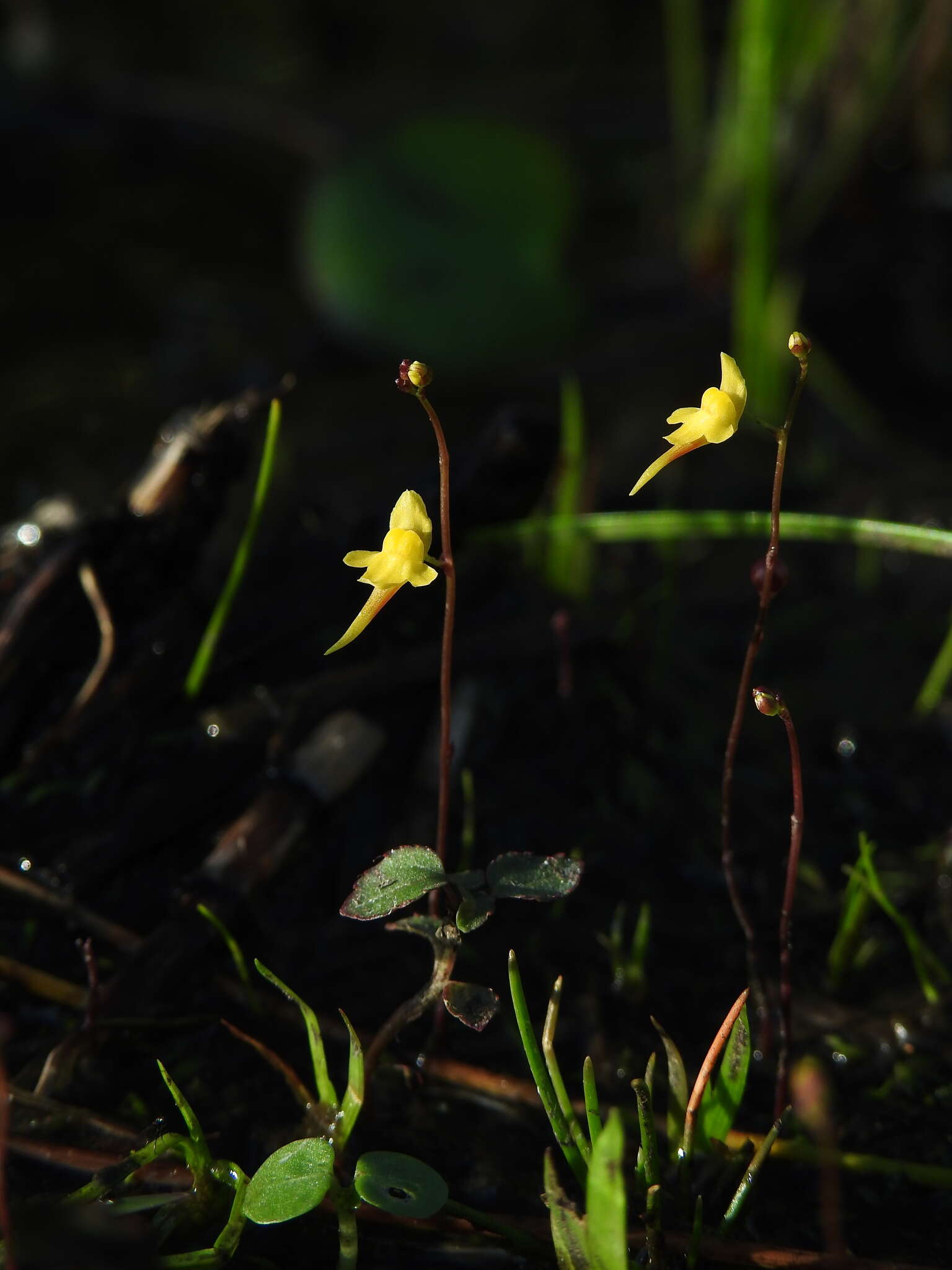 Image de Utricularia pusilla Vahl