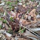 Image of Athyrium rubripes (Kom.) Kom.