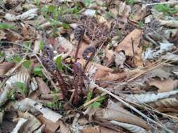 Sivun Athyrium rubripes (Kom.) Kom. kuva