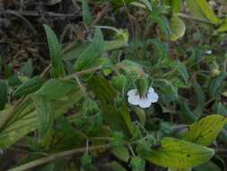 Trichodesma inaequale Edgew. resmi