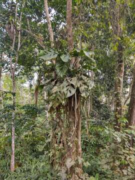 Image of Monstera adansonii subsp. klotzschiana (Schott) Mayo & I. M. Andrade