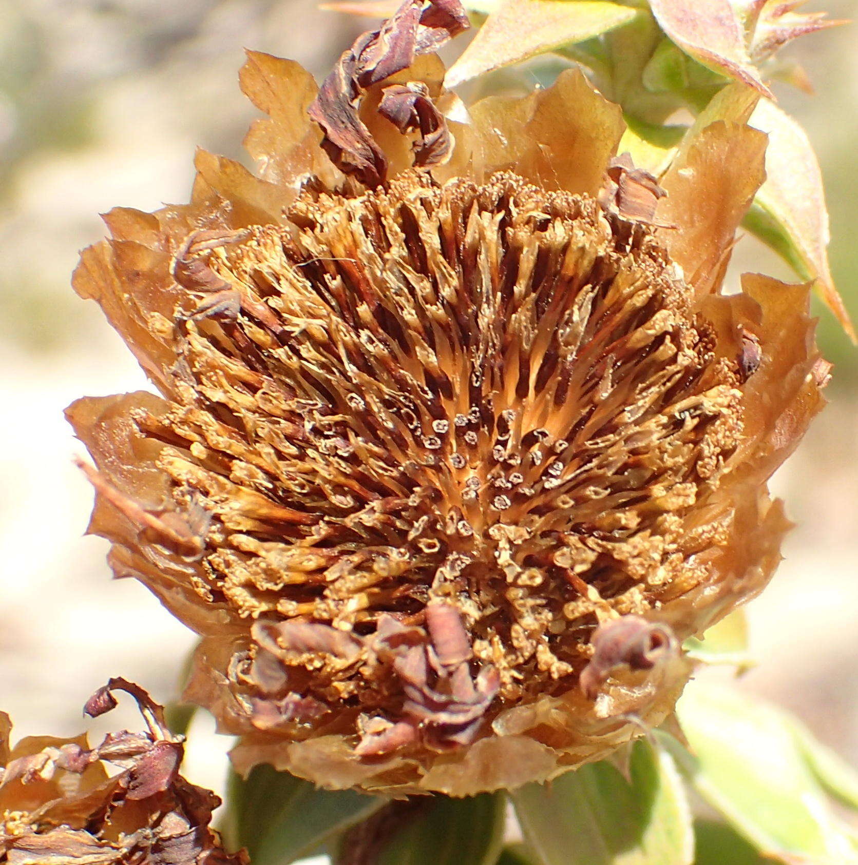 Plancia ëd Oedera speciosa (DC.) N. G. Bergh