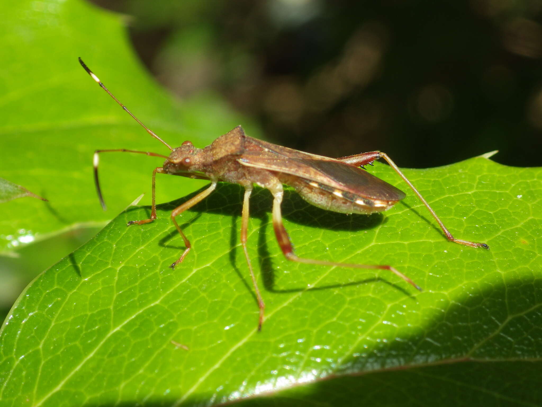 Sivun Megalotomus quinquespinosus (Say 1825) kuva