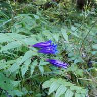 Image of Gentiana asclepiadea L.